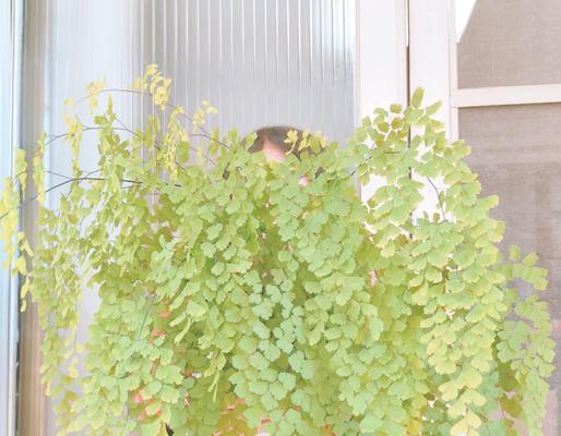 探秘以铁钱蕨的养护之道（打造繁茂健康的以铁钱蕨，你需要知道的关键诀窍）