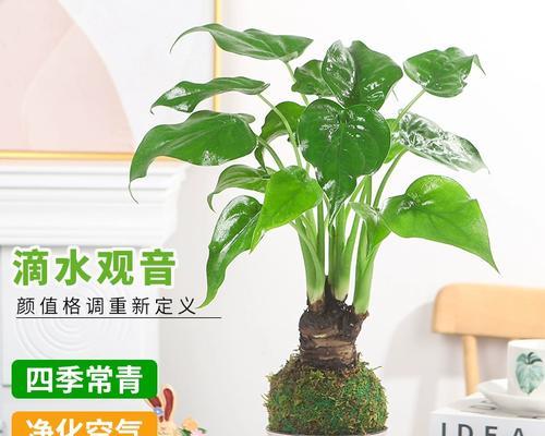 植物花千手观音的奇妙之旅（探索自然的神奇能力和宗教文化的融合）