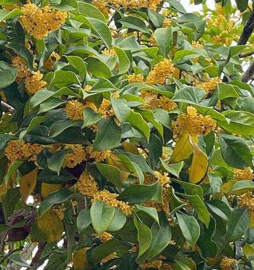 揭秘，桂花树开花有毒吗？（真相大白，解除你的疑惑）