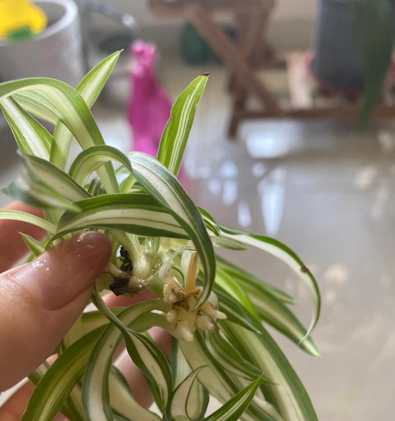 如何正确剪取吊兰的长根？（技巧分享，让吊兰健康成长）