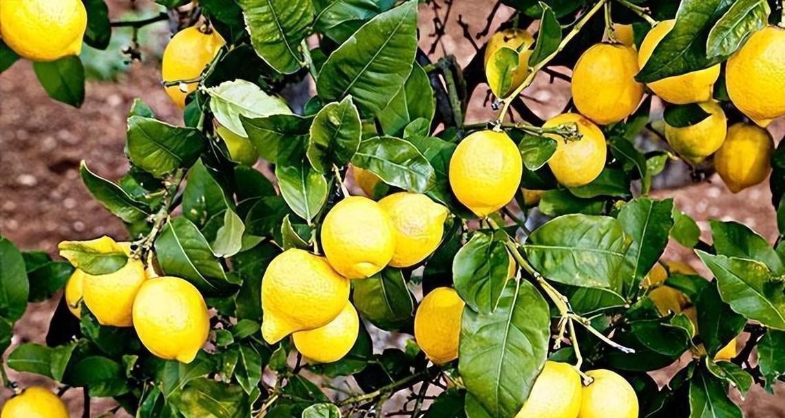 柠檬种植指南（选择适宜季节，打造美味柠檬园）