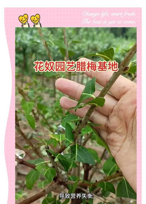 腊梅为何不长叶子？（探究腊梅盆栽缺叶的原因与解决方法）