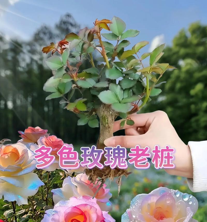 种植美丽的玫瑰，繁花似锦（掌握关键技巧，打造绚丽花园）