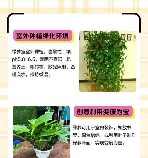 绿萝养护指南（应对绿萝内白虫的有效措施，）