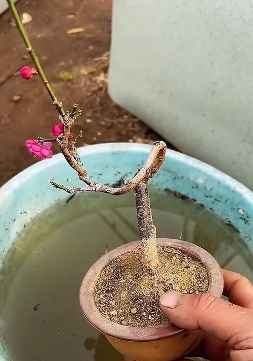 《六月梅花养护全攻略》（打造六月梅花盛开的秘诀）