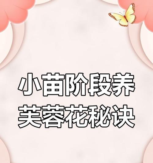 芙蓉花养殖技巧大揭秘（打造繁花似锦的芙蓉花园，一起来学习养殖技巧吧！）
