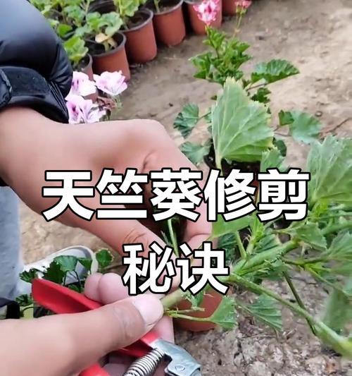 夏季天竺葵修剪的技巧（掌握关键步骤，打造盛夏花海）