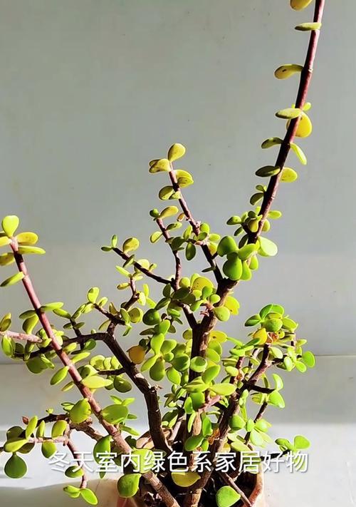 金枝玉叶的养殖技巧与方法（打造精致花园的必备植物——金枝玉叶的养殖秘籍）