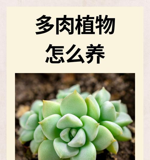 手指多肉植物养护指南（掌握养护技巧，让你的手指多肉植物茁壮成长）