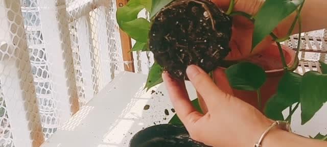 如何正确取出绿萝以更换陶瓷盆（绿萝换盆技巧和注意事项）