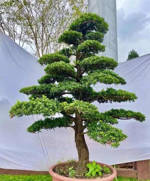 探秘罗汉松——一颗独特而神奇的植物（揭开罗汉松的奇妙面纱，探索其丰富的生态和独特的特性）
