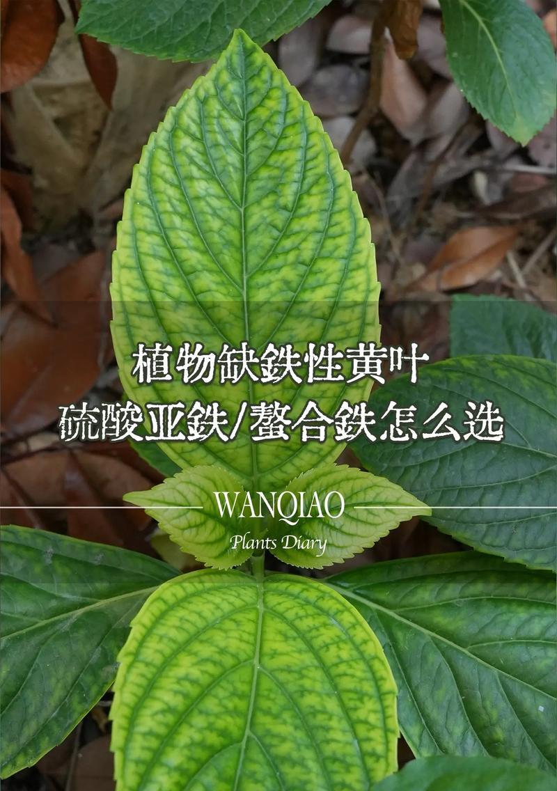 铁树叶子发黄的原因及解决方法（保持铁树绿叶的关键措施和技巧）