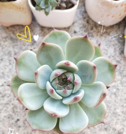 如何帮助汤姆解决徒长问题？（掌握正确的养猫方法，让汤姆健康快乐生活）