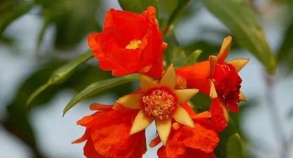 石榴花红（探索石榴花红的美丽与意义）