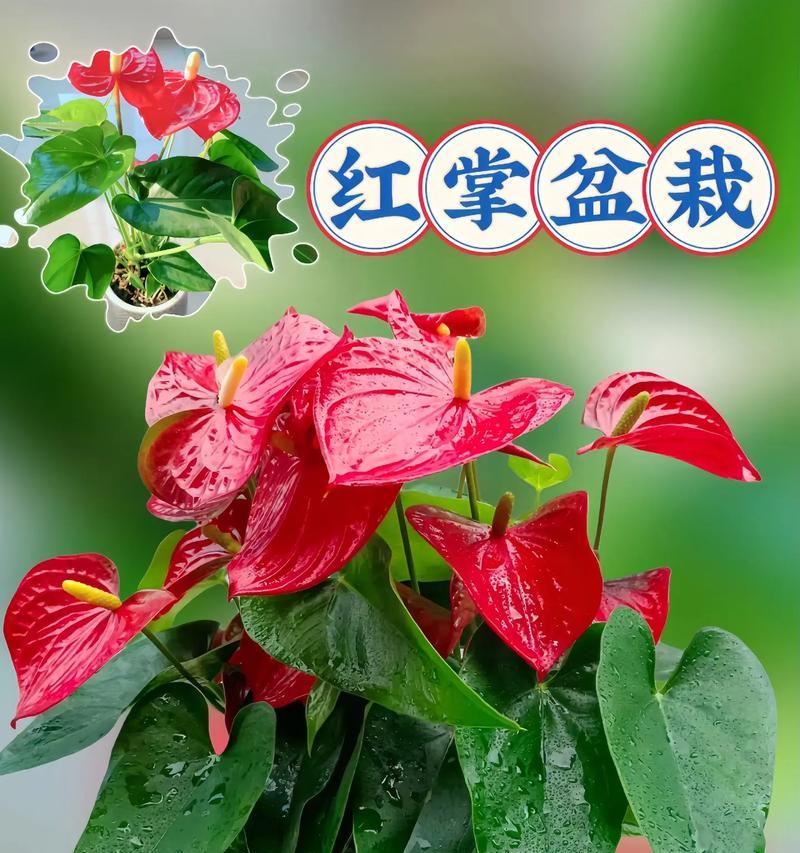 红掌的寓意和象征风水（探索红掌在人们生活中的深刻意义）