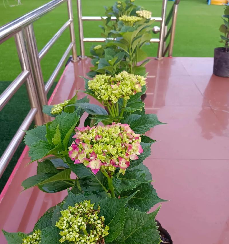 心想事成——探寻什么花的花语（用花语传递人心愿，如何实现心想事成？）