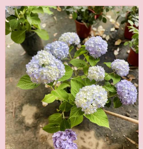 无尽夏绣球发芽了，如何科学施肥？（掌握正确的施肥方法，让无尽夏绣球茁壮成长）