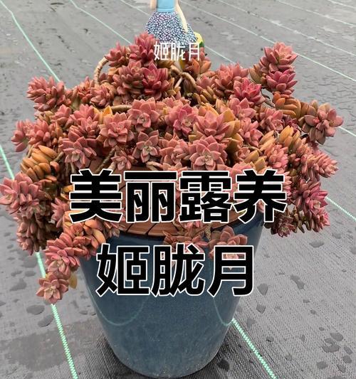 多肉姬胧月的冬季护理秘籍（让你的多肉姬胧月安全度过寒冷的冬天）