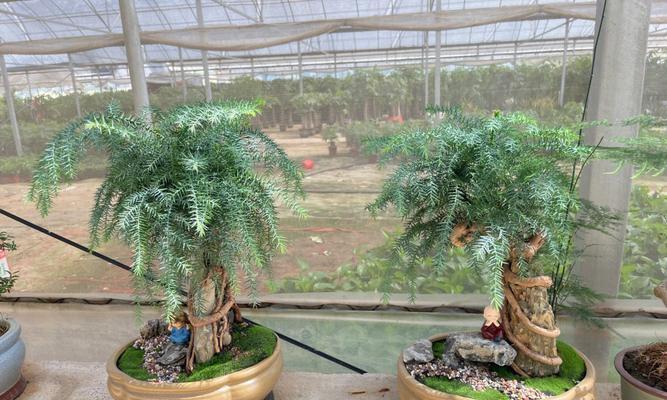 澳洲杉盆景的种植技巧与养护方法（掌握关键步骤，打造迷人盆景）