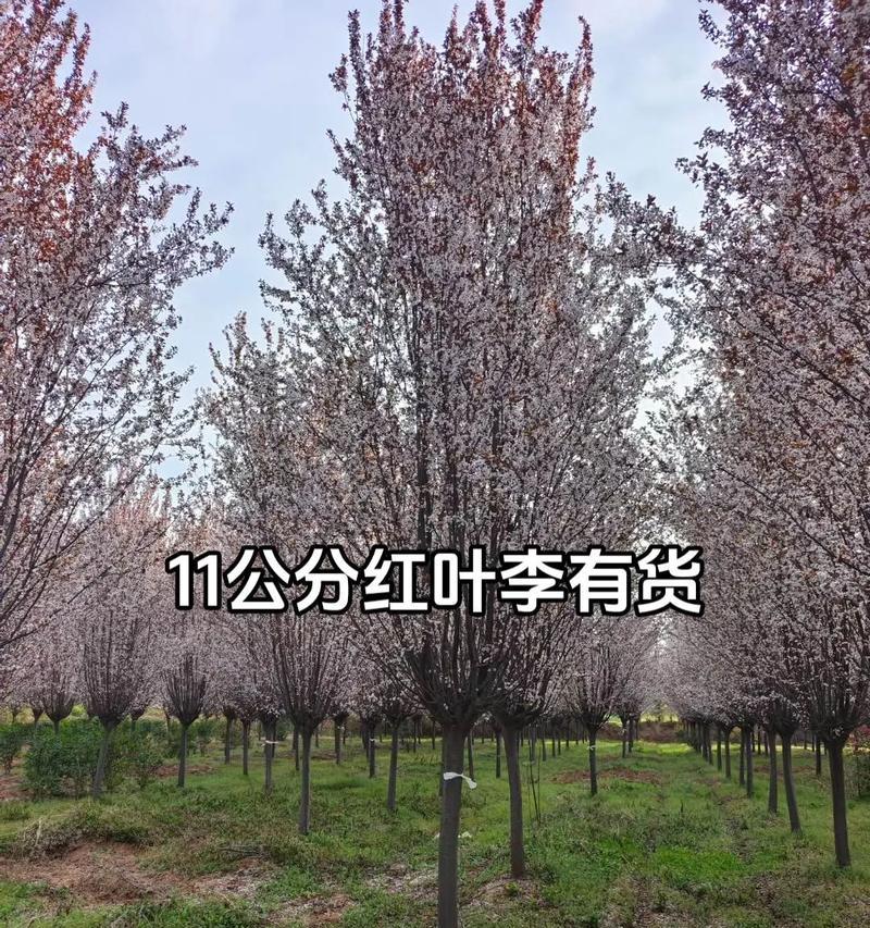 红叶李的嫁接技巧与注意事项（以何种树嫁接红叶李更为合适？如何进行嫁接操作？）