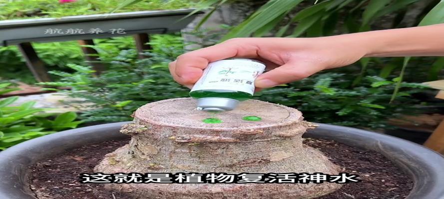 小型发财树的浇水方法大揭秘（让你的发财树茁壮成长的关键技巧）