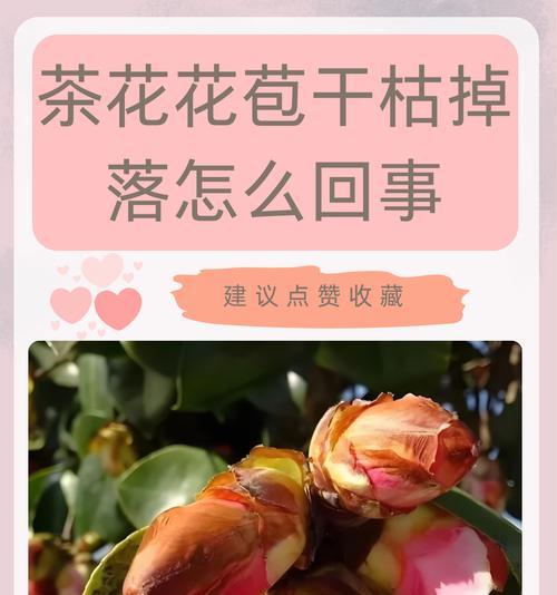 茶花叶子干了怎么办（教你有效恢复干枯的茶花叶子）