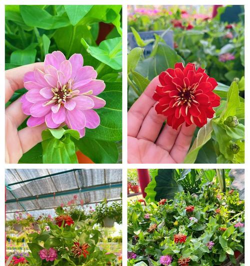从地里移到盆里（一步步教你将菊花移植到盆中，打造美丽花园）