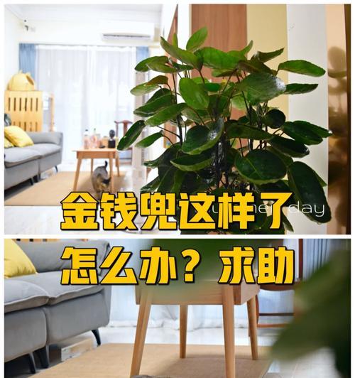 如何修剪以金钱兜（金钱兜修剪指南）
