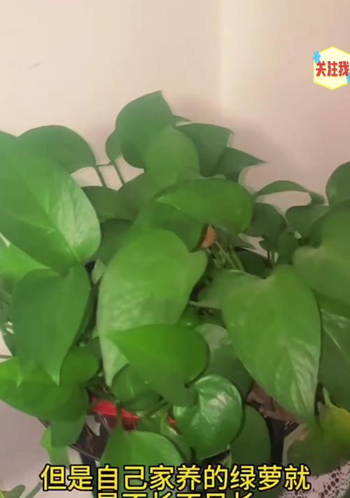 绿萝养护秘籍（绿萝喜欢白糖水？注意这些养护细节）