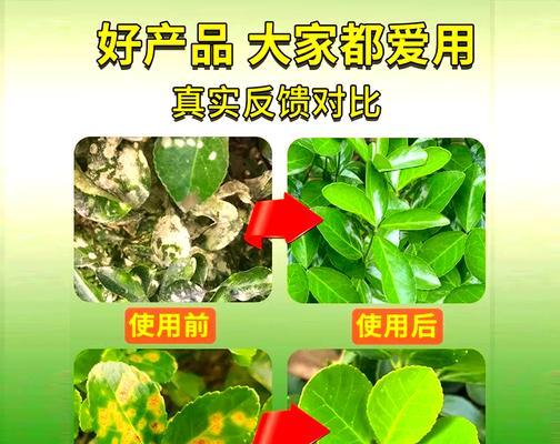 黄杨叶子发黑怎么补救（黄杨叶子变黑的原因及有效的修复方法）