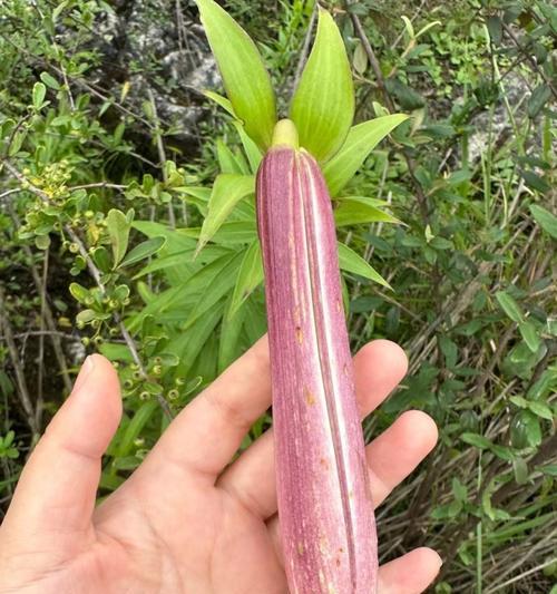 百合花开了能吃吗？（了解百合花的食用方法，品味不一样的美食体验。）