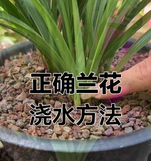 如何解决兰花浇水后流出来的问题（探索解决兰花浇水后水流失问题的有效方法）
