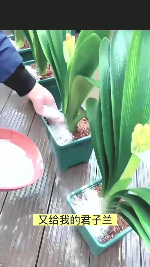 君子兰开花了夹箭了怎么办？（教你解决君子兰夹箭开花的问题）