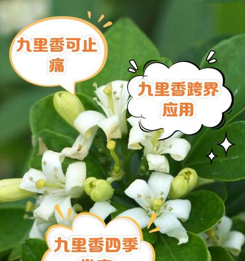 九里香的种植养护技巧（打造美丽芬芳的九里香花园）
