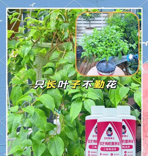如何选择最适合三角梅的肥料（让您的三角梅茁壮成长，轻松搞定施肥问题）