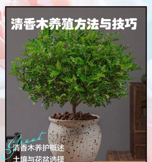 清香木的冬日护理之道（让清香木度过寒冷冬天的秘籍）