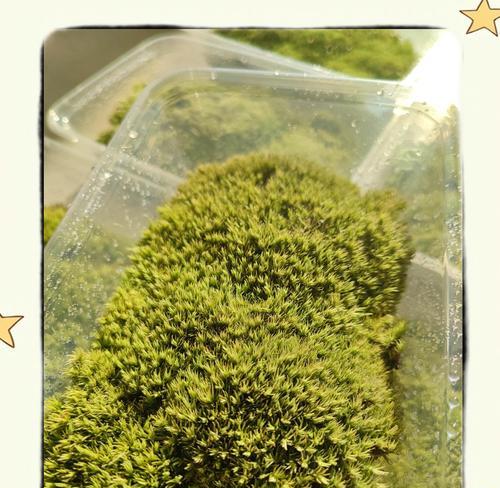 苔藓养殖技巧（打造翠绿盎然的苔藓世界）