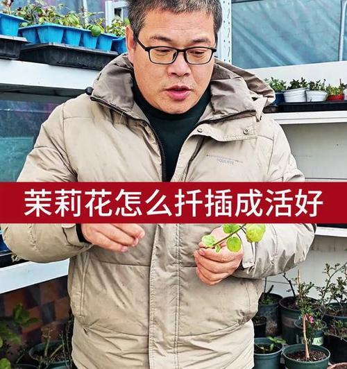 非洲茉莉花繁殖的方法与技巧（掌握非洲茉莉花的繁殖秘籍，让你的花园更美丽）