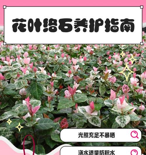 花叶病的治疗方法详解（有效的药物和措施，打败花叶病的关键）