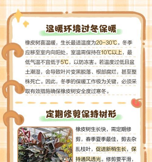 黑金钢橡皮树修剪的技巧与方法（打造美观庭园的必备技巧，让黑金钢橡皮树焕发生机）