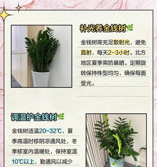 如何处理金钱树的黄叶（黄叶处理方法及注意事项）