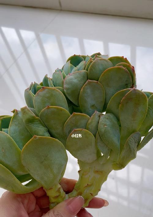 《白凤多肉怎样养才能实现爆头效果》（培育多肉植物白凤的关键要素及养护技巧）