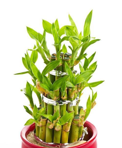 转运竹的种植与养护方法（一种繁衍希望与幸福的竹子）