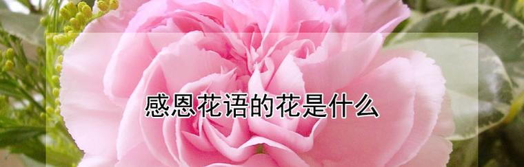 单纯善良的花语——白色菊花（用一朵花传递纯洁和善良，探寻白色菊花的花语意义）
