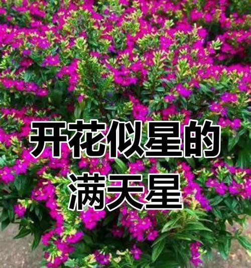 满天星花的种植技巧与养护要点（轻松掌握满天星花的种植方法，让花坛绽放多彩之美）