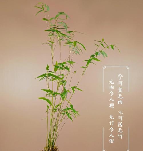 盆栽微型竹子的养殖技巧（打造室内绿色空间的不二选择）