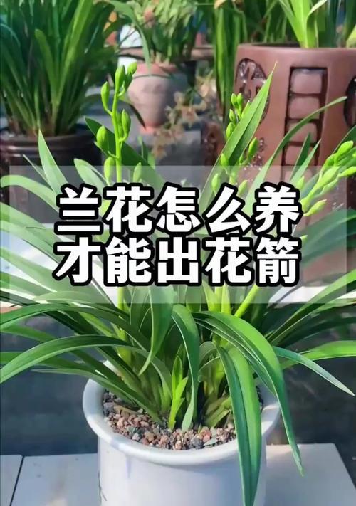 春兰花怎么养？解决长势不良问题的秘诀（如何解决春兰花生长不良的难题，快速提升花朵的生长效果）