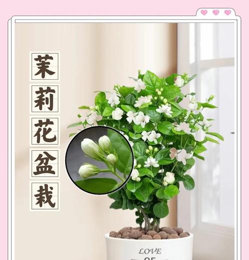 科学施肥，助力盆栽茁壮成长（盆栽施肥技巧，轻松打造绿色家居）