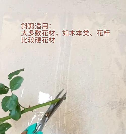 盆栽玫瑰花修剪技巧（打造美丽花园的秘密）