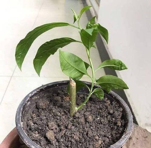 如何正确施肥和播种儿童盆栽（培养孩子热爱大自然的好方法）
